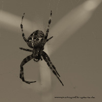 Spider-03-200