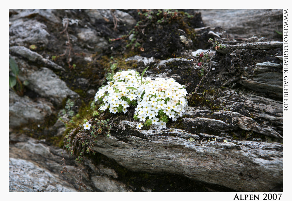 Alpen24-1