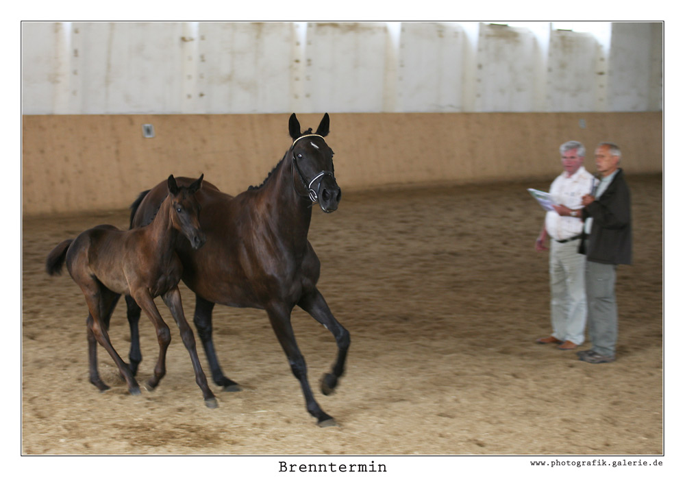 Brennthermi-14