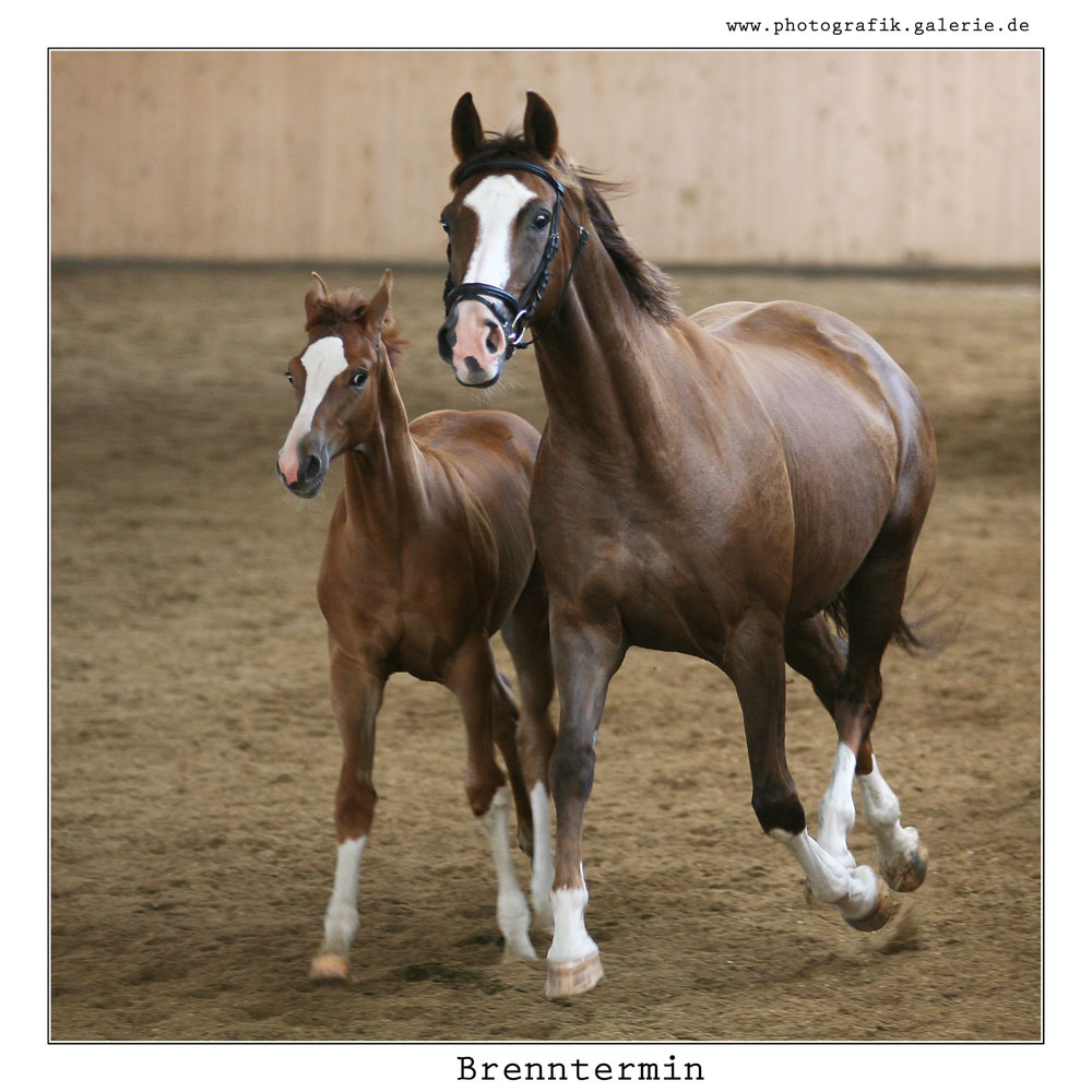 Brennthermi-25