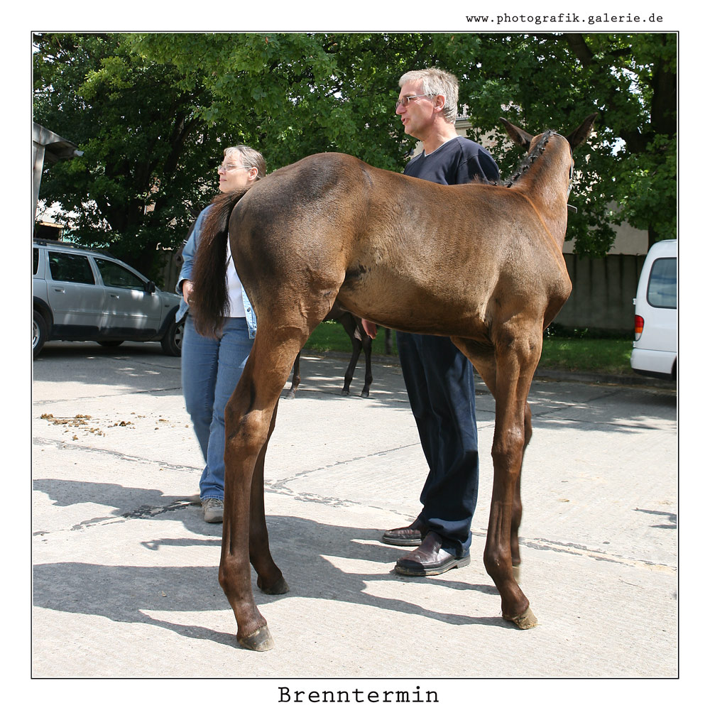 Brennthermi-36