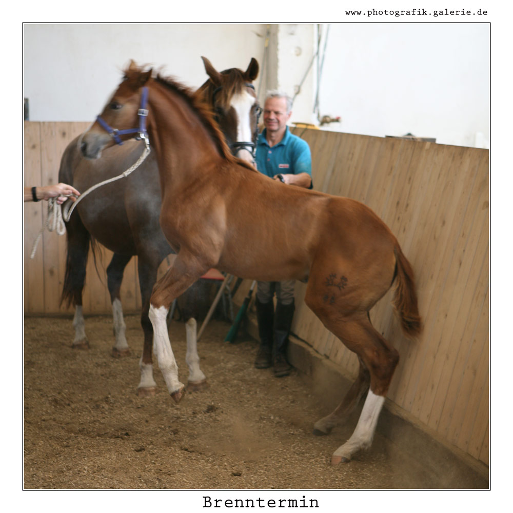 Brennthermi-41