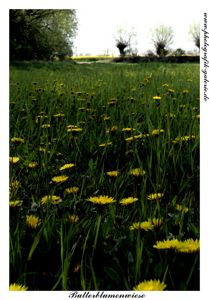 Butterblumenwiese-1