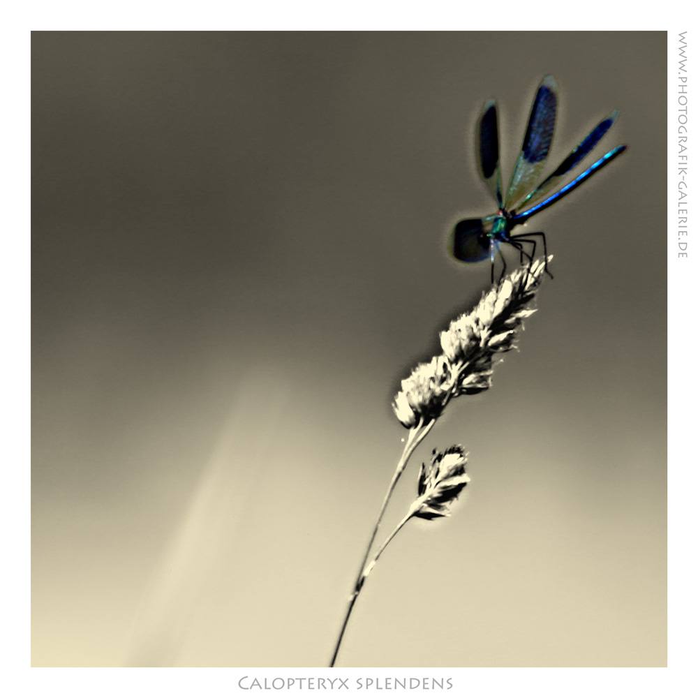 Libelle-07