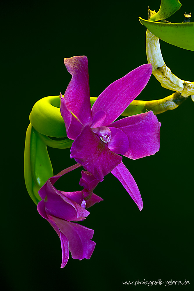 Orchidee-02