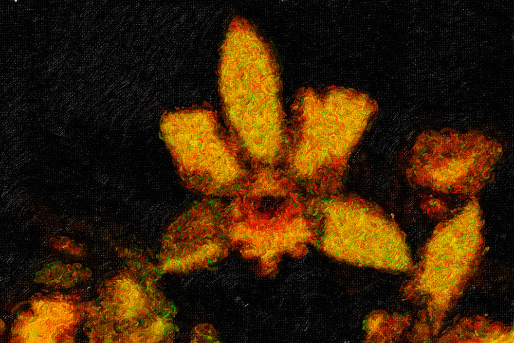 Orchidee-23
