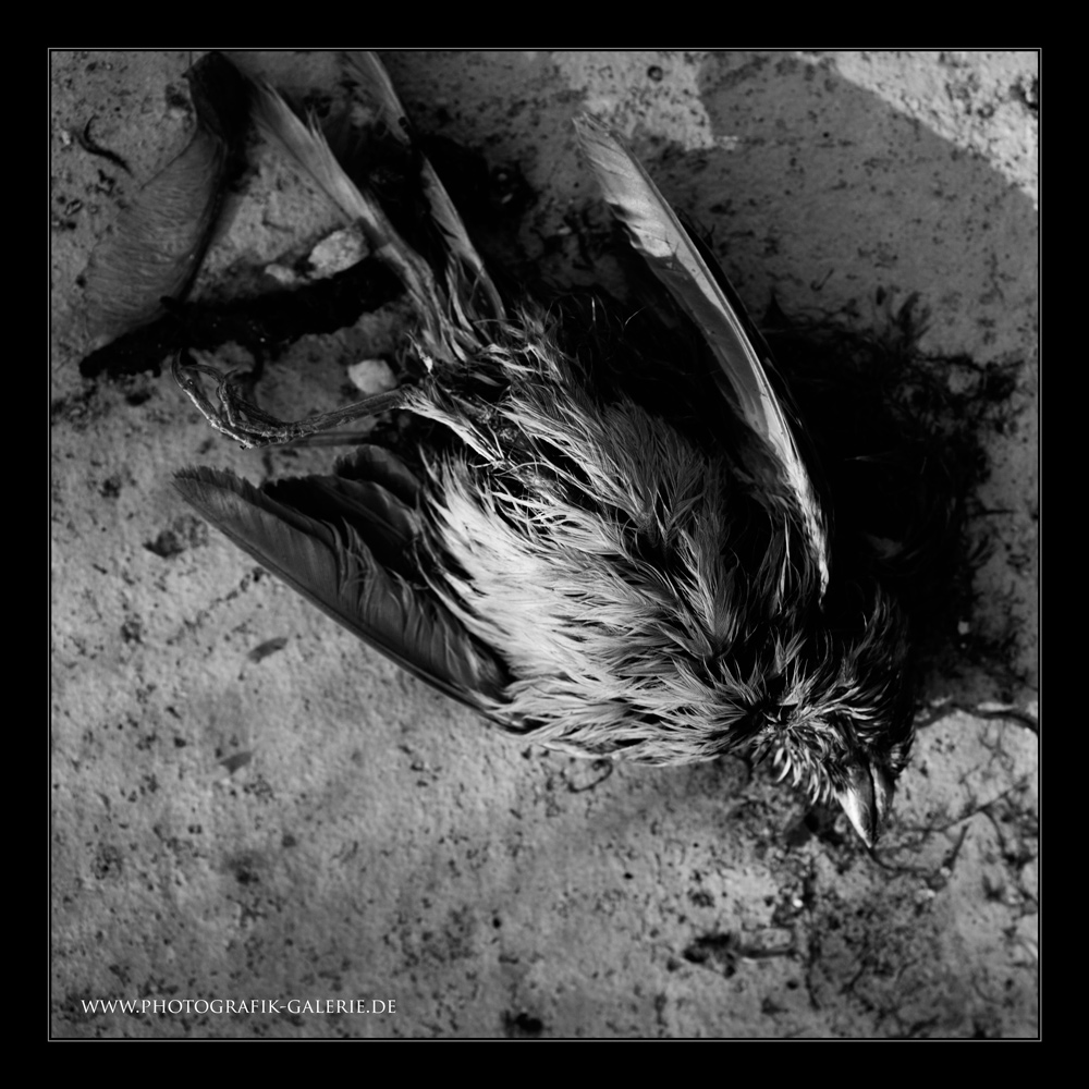 Wenn-die-Vgel-vom-Himmel-fallen-02