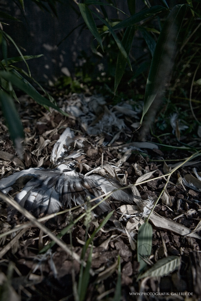 Wenn-die-Vgel-vom-Himmel-fallen-04