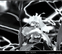 Orchidee-11200